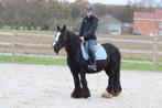 Mooie brede irish cob, Merrie, Zadelmak, 3 tot 6 jaar, C pony (1.27m tot 1.37m)