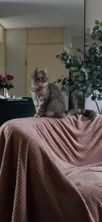 Aanhankelijk lieve speelse poes, Poes
