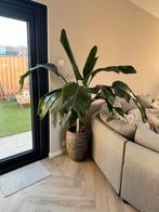Mooie grote strelizia inc pot (intratuin), Huis en Inrichting, Kamerplanten, Ophalen, Overige soorten, 200 cm of meer