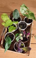 Kamerplanten mini's pakket, Ophalen, Halfschaduw, Minder dan 100 cm