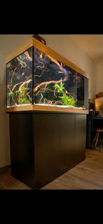 Juwel rio 350, helialux spectrum, Co2 reactor extern,meubel…, Ophalen of Verzenden, Gevuld zoetwateraquarium