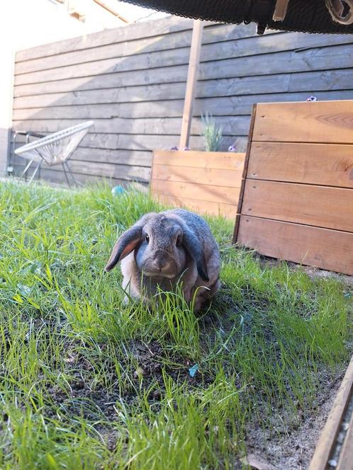2 konijntjes i.v.m. emigreren, Dieren en Toebehoren, Konijnen, Meerdere dieren, 3 tot 5 jaar, Hangoor