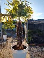 Palmboom te koop, Ophalen, Volle zon, Palmboom, 100 tot 250 cm