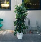 Ficus benjamina XL kamerplant ruim 1.5meter evt te bezorgen*, Huis en Inrichting, Ophalen, Ficus, Halfschaduw, In pot