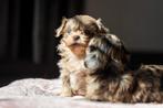 Leuke boomer pups nog 4 beschikbaar, Dieren en Toebehoren, Honden | Chihuahua's en Gezelschapshonden, Parvo, Overige rassen, 8 tot 15 weken