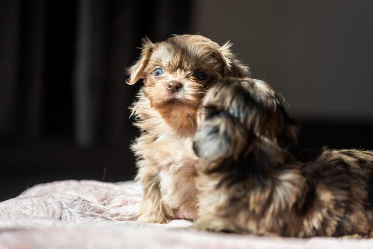 Leuke boomer pups nog 4 beschikbaar, Dieren en Toebehoren, Honden | Chihuahua's en Gezelschapshonden, Meerdere dieren, Overige rassen