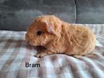 US teddy beertjes, Dieren en Toebehoren, September, Mannelijk, Cavia