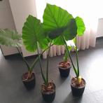 4 Alocasia planten, Ophalen, Vaste plant, Overige soorten, Halfschaduw