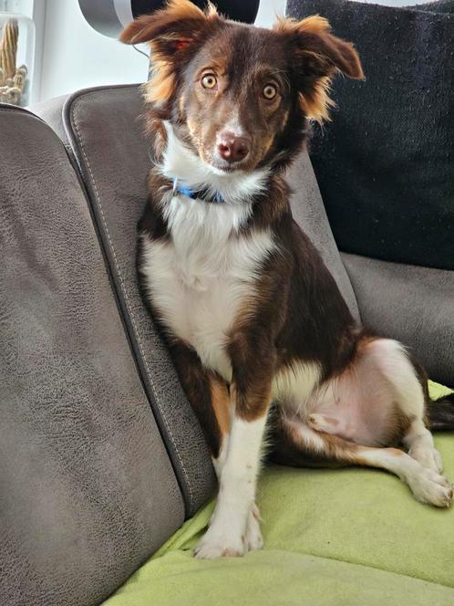 Frits reu van 14 maanden, Dieren en Toebehoren, Honden | Niet-rashonden, Middel, Reu, Particulier, Eén hond, Nederland, 1 tot 2 jaar