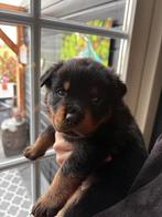 Rottweiler Pups te koop, Standaard, Rabiës (hondsdolheid), 8 tot 15 weken, Korthaar