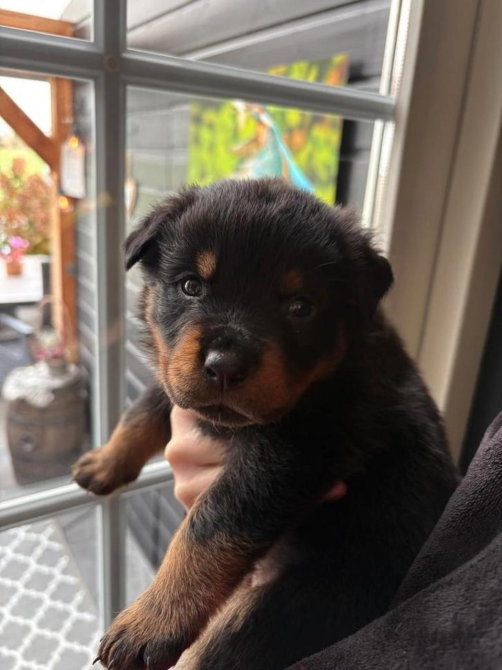 Rottweiler Pups te koop, Dieren en Toebehoren, Honden | Teckels en Dashonden, Teef, Korthaar, Standaard, Fokker | Hobbymatig, Meerdere