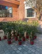 TRACHYCARPUS PALMEN ️2 voor €35, Tuin en Terras, Planten | Tuinplanten, Ophalen, Zomer, Overige soorten, Volle zon