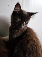 Prachtige Maine coon kittens, Dieren en Toebehoren, Meerdere dieren, Ontwormd, 0 tot 2 jaar