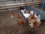 Leghennen/ slachtkippen, Dieren en Toebehoren, Pluimvee, Vrouwelijk, Kip