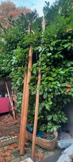3 bamboe palen van 310.cm, Ophalen of Verzenden, 250 cm of meer, Palen