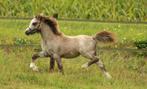 Welsh a hengst veulen met mooi stamboom papier, Dieren en Toebehoren, Pony's, Niet van toepassing, 0 tot 2 jaar, Hengst, Recreatiepony