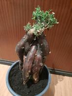 Mestoklema tuberosum XXL, caudex plant, succulent, Huis en Inrichting, Kamerplanten, Verzenden, Overige soorten, Minder dan 100 cm