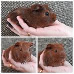 2 lieve broertjes, jonge cavia's, zoeken een thuis, vervoer, Dieren en Toebehoren, Knaagdieren, Cavia, Mannelijk, Tam, Oktober