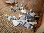 Tipplers te koop, Dieren en Toebehoren, Vogels | Duiven, Meerdere dieren, Postduif