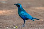 Groenstaart glansspreeuw - lamprotornis chalybaeus, Meerdere dieren, Geringd
