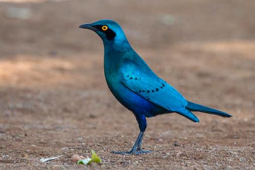 Groenstaart glansspreeuw - lamprotornis chalybaeus, Dieren en Toebehoren, Vogels | Overige Vogels, Meerdere dieren, Geringd