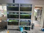Mooi aqaurium stelling, Ophalen of Verzenden, Gebruikt, Grind, Zand of Voedingsbodem