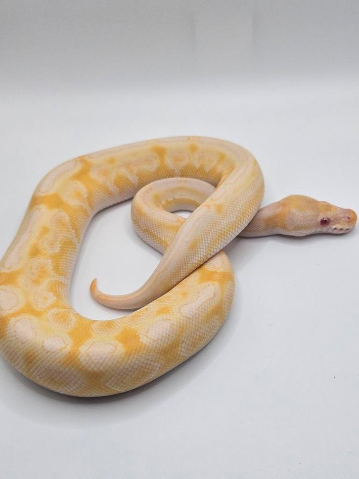 Ballpython- koningspython- python regius