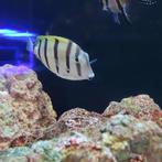 Gebande doktersvis - Acanthurus triostegus, Dieren en Toebehoren, Vissen | Aquariumvissen, Vis, Zoutwatervis