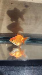 Ryukin goudvis, Dieren en Toebehoren, Goudvis(sen)