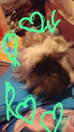 Cavia Lunkarya beertje, Juli, Mannelijk, Cavia