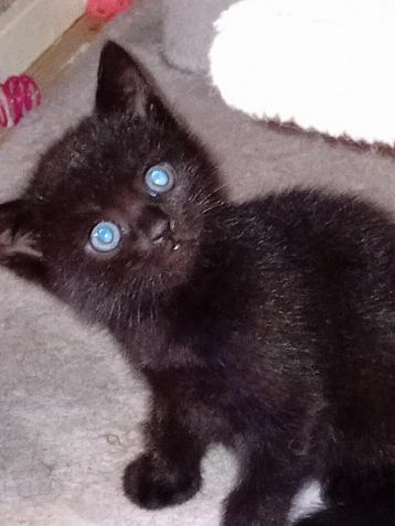 2Zwarte kitte  Blauwerus Britsekort/SAVAN 1poesje krulkitte  beschikbaar voor biedingen