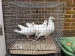Bruidsduiven, Dieren en Toebehoren, Vogels | Duiven, Meerdere dieren, Overige soorten