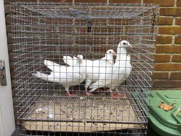 Bruidsduiven beschikbaar voor biedingen