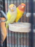 Vogelkooi inclusief 2 agapornis/dwergpapegaaien, Ophalen, Zo goed als nieuw, Vogelkooi