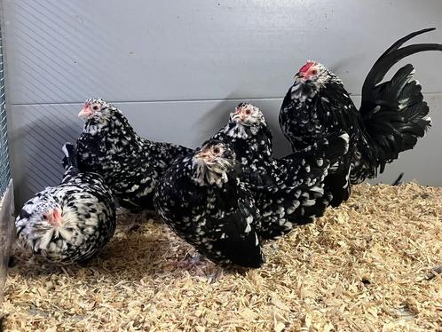 Antwerpse Baardkrielen van 2025 in diverse kleuren, Dieren en Toebehoren, Pluimvee, Kip, Meerdere dieren