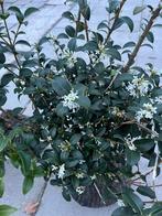 Osmanthus X Burkwoodii schijnhulst, buxusvervanger, Ophalen