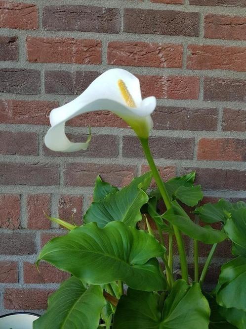 Witte aronakelk calla Zantedeshia calla wit 3 voor 10 euro, Tuin en Terras, Planten | Tuinplanten, Vaste plant, Overige soorten