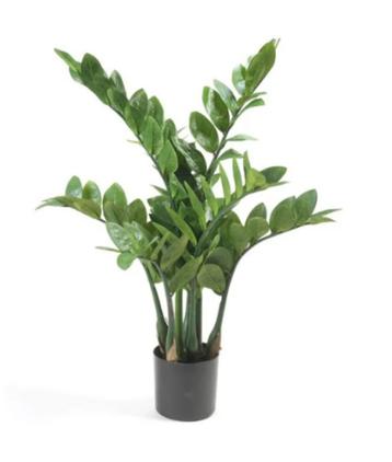 zamioculcas 70cm met 7 stammen beschikbaar voor biedingen