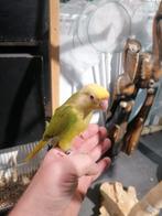 Jonge Tamme pyrrhura vogel compleet, Dieren en Toebehoren, Mannelijk, Parkiet, Tam