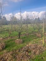 Oude conference perenbomen, Ophalen of Verzenden, Perenboom, Lente