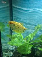 Gele gourami, Dieren en Toebehoren, Vis