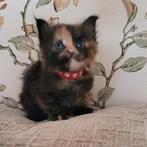 Kittens Maine Coon, Dieren en Toebehoren, Meerdere dieren