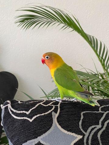 Lieve Hand Tamme Agapornis Dwergpapegaai Eventueel met kooi beschikbaar voor biedingen