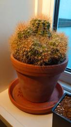 gymnocalycium cactus, Cactus, Minder dan 100 cm, In pot, Bloeiende kamerplant