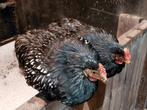 Dubbelgezoomde barnevelders, Dieren en Toebehoren, Pluimvee, Mannelijk, Kip
