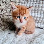 Kittens, Dieren en Toebehoren, Katten en Kittens | Overige Katten, Kortharig, Meerdere dieren, 0 tot 2 jaar