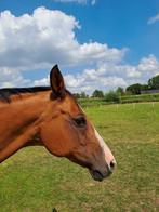 pony, B, Ruin, 11 jaar of ouder, Recreatiepony
