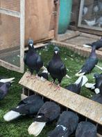 Mooie Afghaanse duiven te koop, Dieren en Toebehoren, Vogels | Duiven, Meerdere dieren, Overige soorten