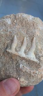 Fossiele Enchodus vissenkaak uit Marokko 100% origineel, Ophalen of Verzenden, Fossiel
