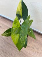 Syngonium aurea variegata, Huis en Inrichting, Kamerplanten, Ophalen of Verzenden, Overige soorten, Minder dan 100 cm